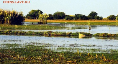 "Животные".  Набор из 5 монет Замбии 1982-1992 - 1280px-Bangweulu_Swamps