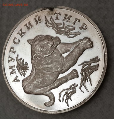 Амурская тигр. 1 р.1993. в 22.09 25.03.2016 - 20160320_200438-1