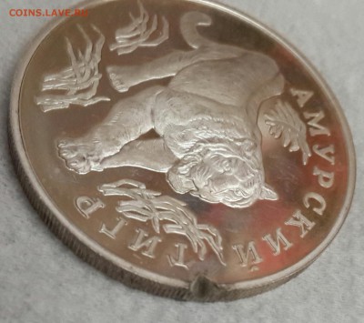 Амурская тигр. 1 р.1993. в 22.09 25.03.2016 - 20160320_200452-1