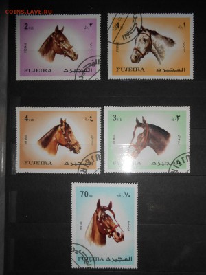 Лошади, полная серия, Фуджейра, до 28.03.2016 - DSCN4369.JPG