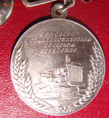 Большая серебряная медаль ВСХВ на оценку - DSC04904.JPG