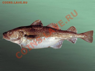 монеты с рыбами - treska