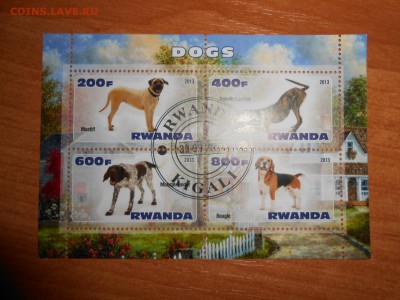 Собаки, малый лист, до 29.03.2016 - DSCN4478.JPG