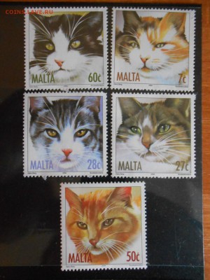 Мальта, кошки, полная серия, чистые, до 29.03.2016 - DSCN4488.JPG