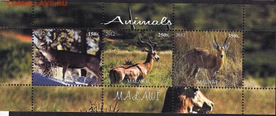 Малави 2012 олени - 92