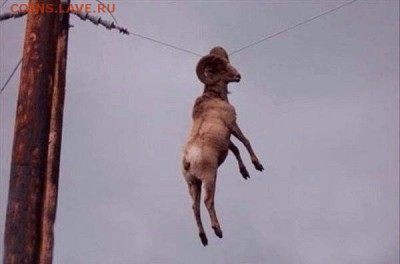 делает - прямо сейчас !!! - image