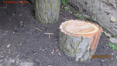 делает - прямо сейчас !!! - IMG_0909.JPG