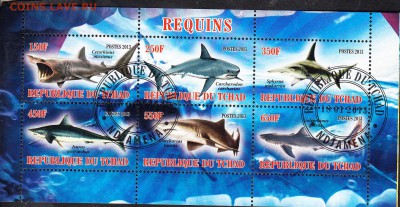 Чад 2013 акулы - 179