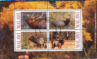 Малави 2010 олени - 182