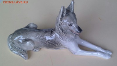 собака лфз - IMG_20160327_143159-1