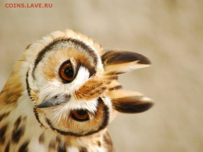 Помогите определить 5 ₽ спмд 1997 - cute-owl_159205-1024x768