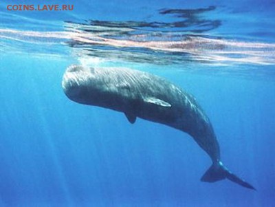 БИМ о-в Кергелен 500франк 2011 Кашалот 14.04 22.00 - кергелен 500 франк 2011-1