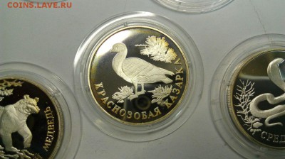 Красная Книга 1994 Медведь Кобра Казарка до 18.04 с 200р. - AoD2CI5ZSDw