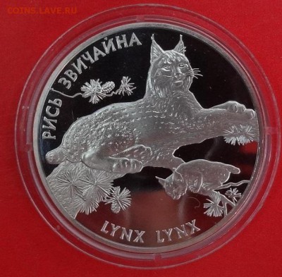 Украина 2001 Фауна - Рысь_1 до 17.04.2016г 22-00 - DSC05565.JPG