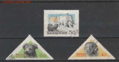 Собаки (Венгрия) до 17.04 в 22.00 - IMG_20160416_0004