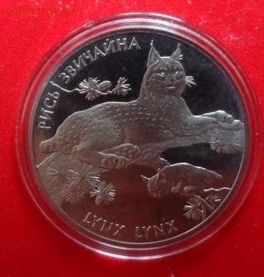 Украина 2001 Фауна - Рысь_2 до 17.04.2016г 22-00 - DSC09154.JPG