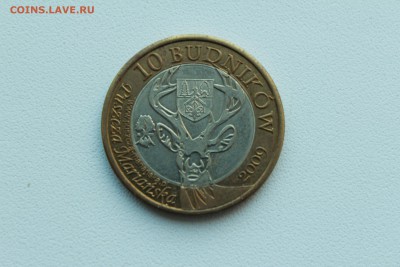 Польша 10 будников 2009 Олень  22.04_22:00 - IMG_2757.JPG