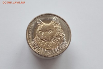 Турция 1 лира Кошка UNC 2010 до 21-00  23.04.2016 - IMG_1680.JPG