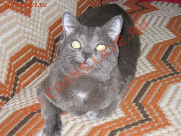 Наши любимые животные! - IMG_0234