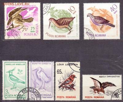 Румыния, птицы до 26.04.2016 22:00 МСК - Румыния, птицы