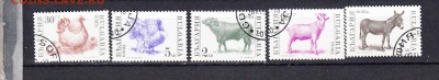 Болгария домашняя фауна - 185