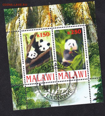 Малави 2010 панды - 18