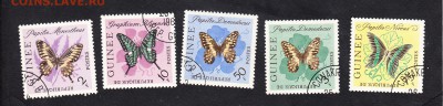 Гвинея бабочки - 286