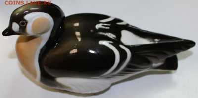 Краснозобая казарка. ЛФЗ ******* 3,05,16 в 22,00 - 28,03,2б 009