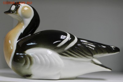 Краснозобая казарка. ЛФЗ ******* 3,05,16 в 22,00 - 28,03,2б 007