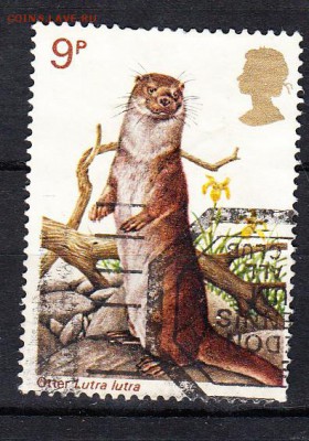 Великобритания сурок - 87