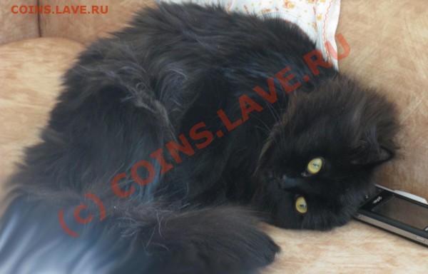 Наши любимые животные! - котджин