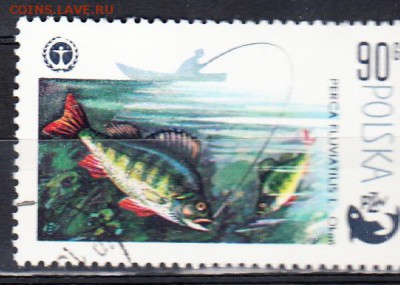 Польша рыбы - 142