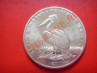 Казахстан 50 тенге 2010 Пеликан до 10.11 в 21.00 М - LPIC9353.JPG