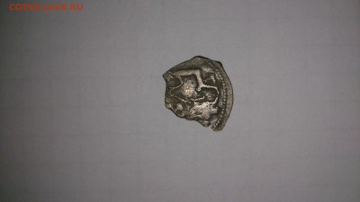 Чешуйка, подскажите рпзновидность. - DSC_0029.JPG