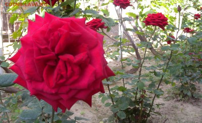 2руб. 2008г. опознание. - DSCN1127.JPG
