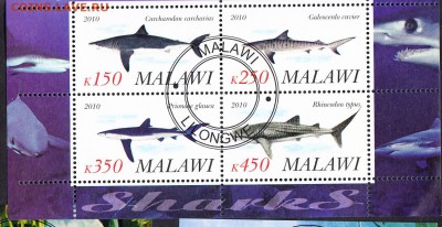 Малави 2010 акулы - 212