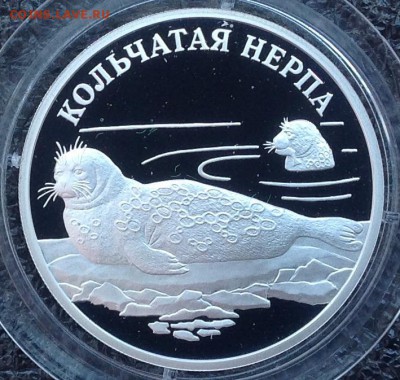 Кольчатая нерпа 1 рубль 2007 год - image