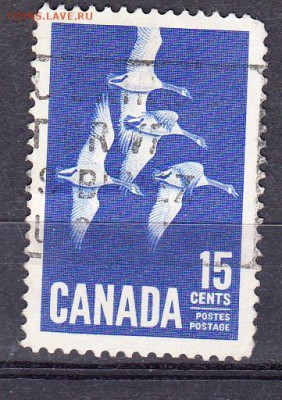 Канада гуси - 239