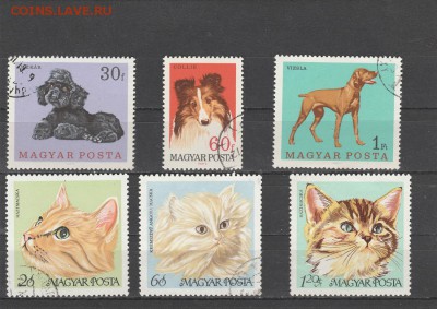 Домашние животные (Венгрия) до 20.05 в 22.00 - IMG_20160518_0024