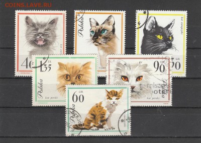 Кошки (Польша) до 20.05 в 22.00 - IMG_20160518_0027