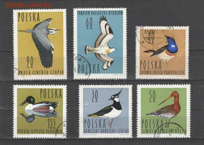 Птицы (Польша) до 20.05 в 22.00 - IMG_20160518_0028