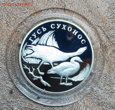 К.К. 2006 г.1 руб.....ГУСЬ СУХОНОС.... до 25.05 - IMG_5911.JPG