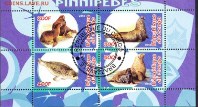 Конго 2010 тюлени - 87