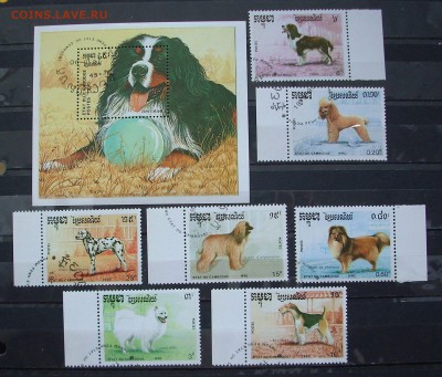Собаки. (Камбоджа).  До 31.05.16 г.. - IMG_5141.JPG