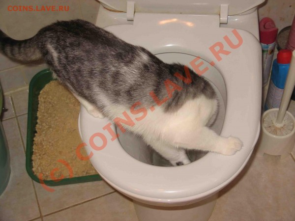 курьёзные случаи из жизни наших любимых питомцев - koshka3