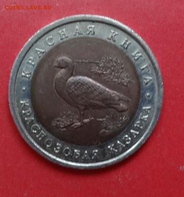 Россия 1992 Красная книга Казарка до 01.06.16 22-00 - DSC09720.JPG