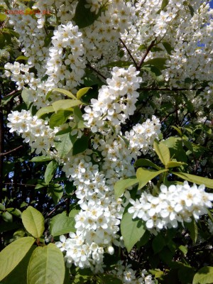 Покопушки от Русланыча . - IMG_20160504_152420