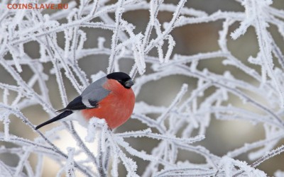 делает - прямо сейчас !!! - hq-wallpapers_ru_animals_38848_1920x1200