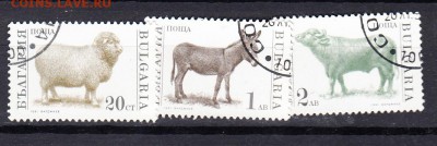 Болгария домашняя фауна - 173