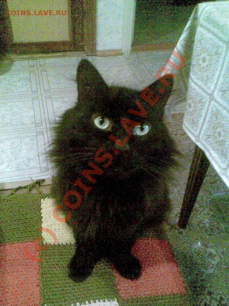 Наши любимые животные! - Васька..JPG